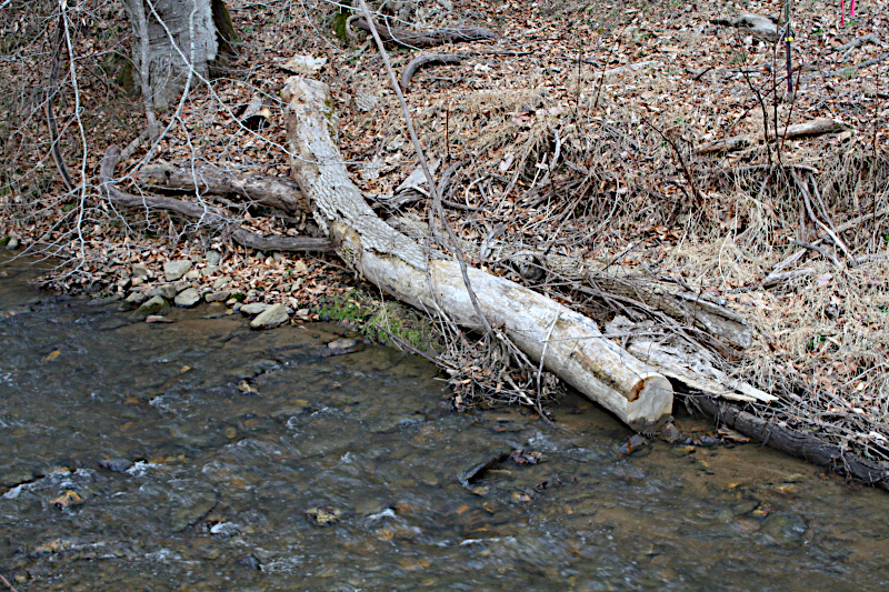Walnut Creek