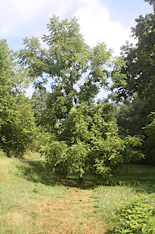 First Tree sixteen years on.