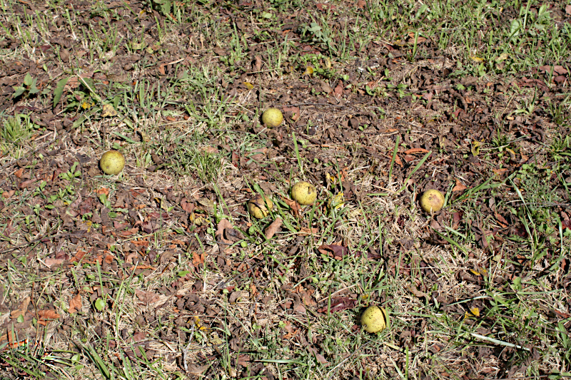 Fresh Walnuts on ground
