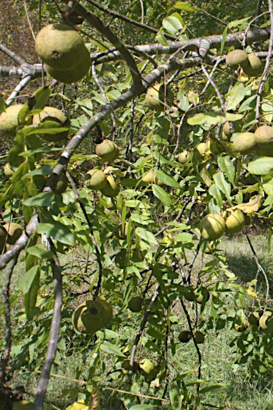 Mature fresh walnuts that will soon fall.
