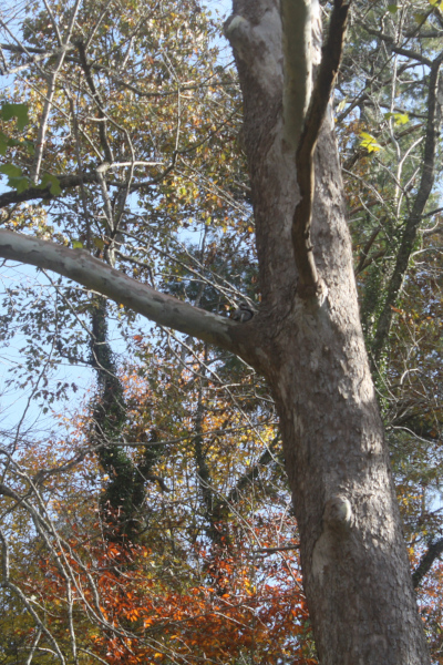Gray squirrel high up in sycamore tree.