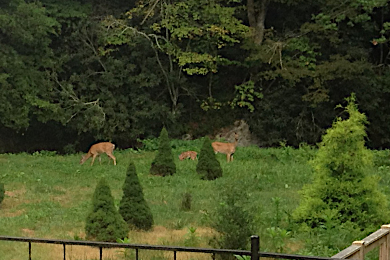 Doe and Fawn with companion.