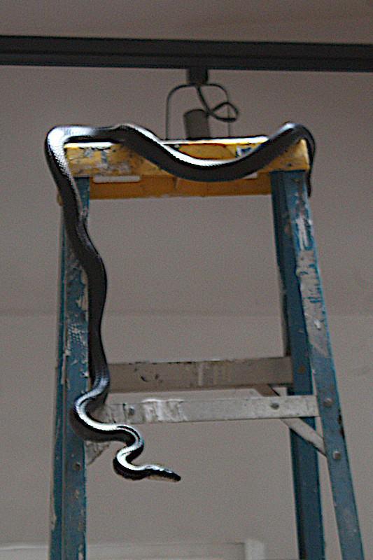 Black Rat Snake Descending Ladder