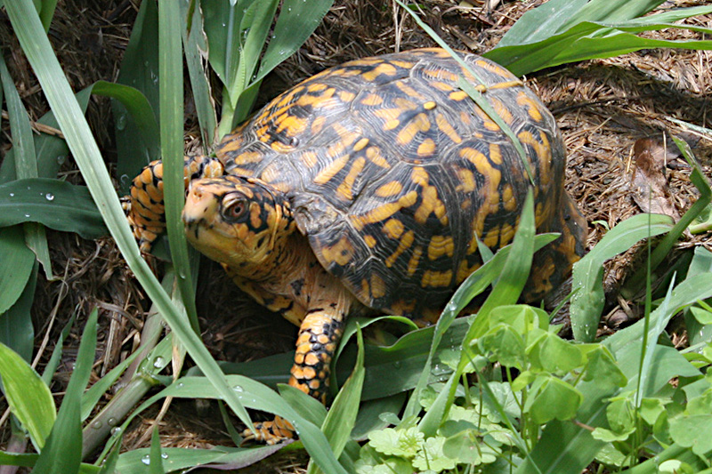 Eastern Box Turtle