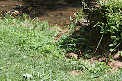 Box turtle leaving the riparian zone.