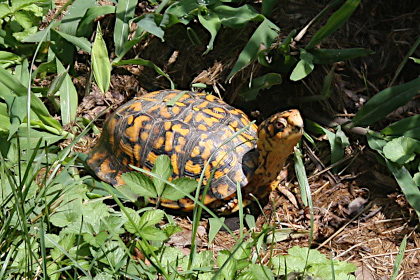 Box Turtle