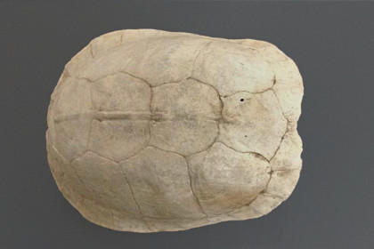 Exterior of upper half of shell.