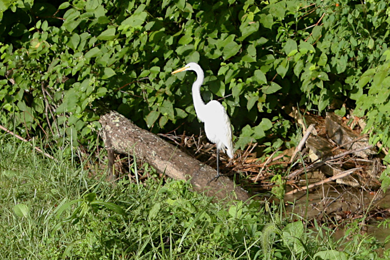 Great Egret on Walnut Creek