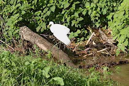 Great Egret on Walnut Creek.