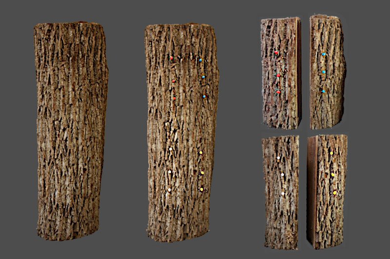 Walnut Log Cut into Four Color Coded Sections