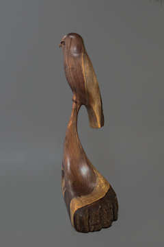 Walnut Hawk