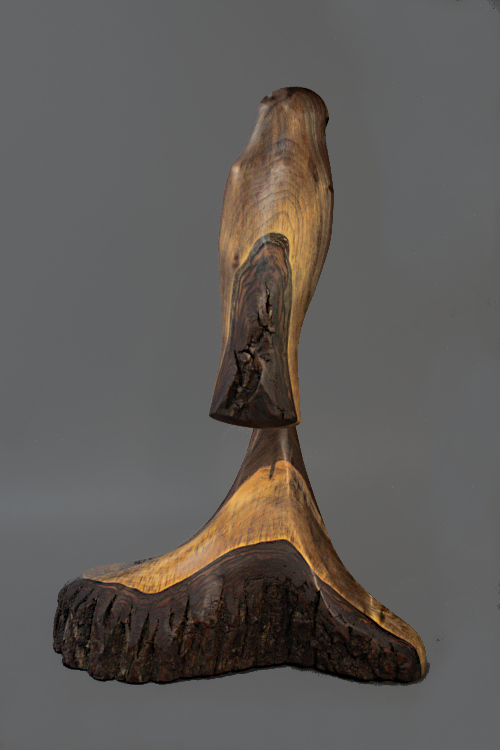 Walnut Hawk