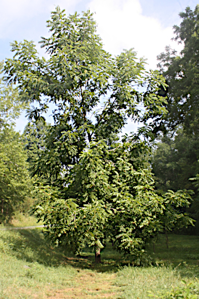 First Tree, sixteen year old.