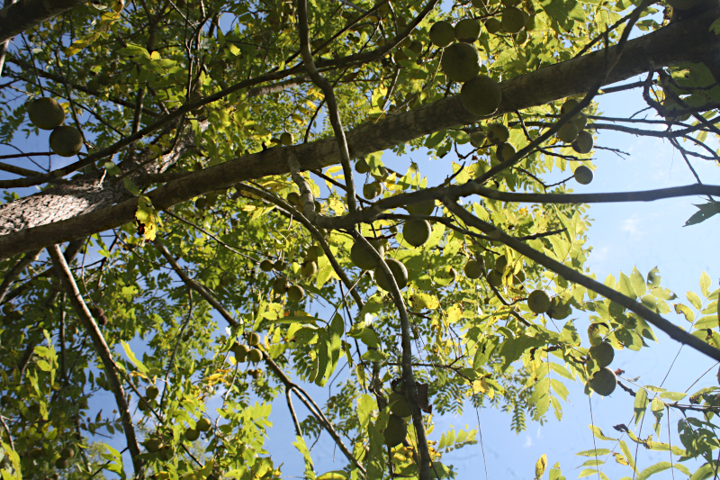 Looking up through branches of 
		The First Tree in late September.