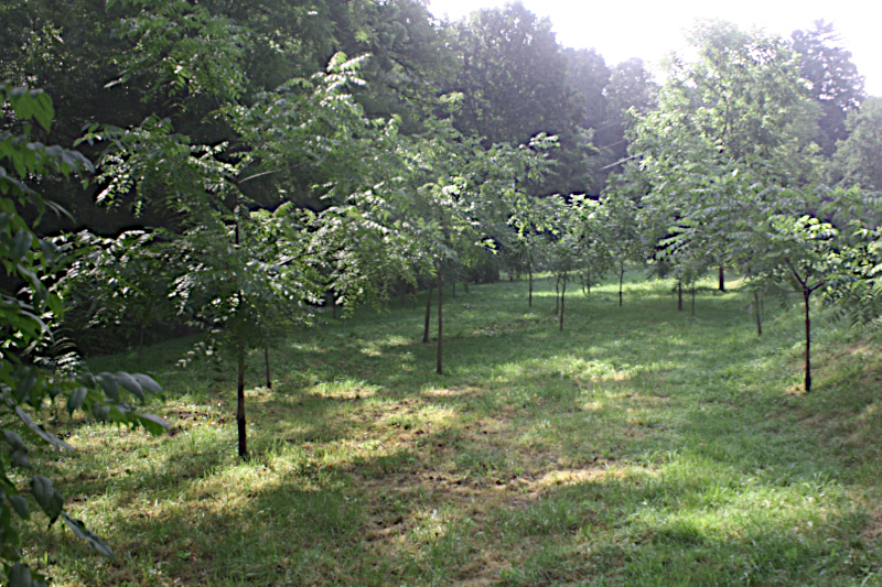 Black Walnut Orchard