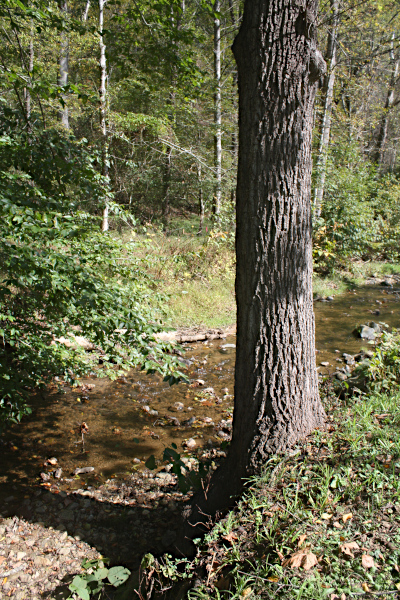 The Matriarch Tree on the bank of Walnut Creek.