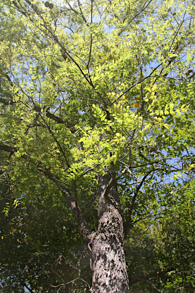 The Matriarch Tree in Late Summer.