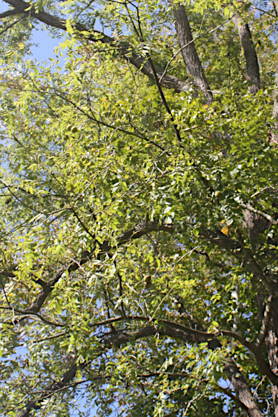 The Matriarch Tree in Late Summer.