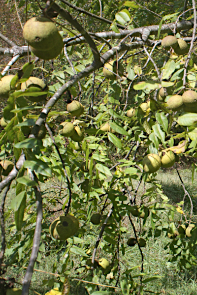 Mature fresh walnuts that will soon fall.