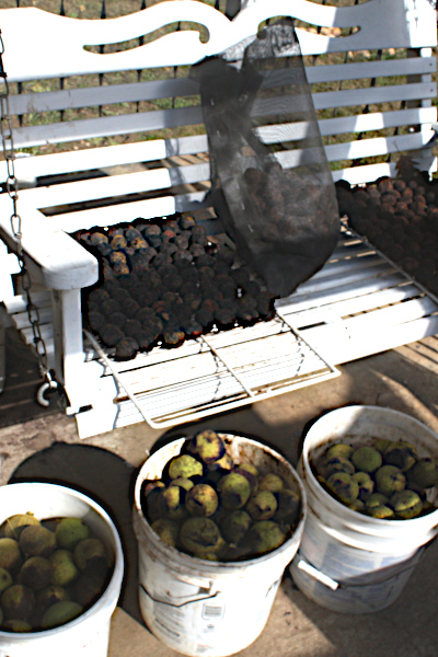 Impromtu walnut processing center.