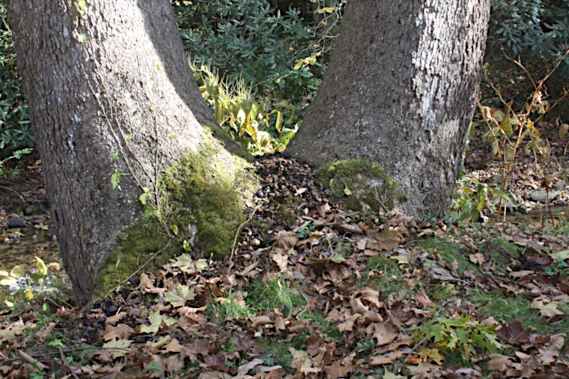 Squirrel walnut hulling site.