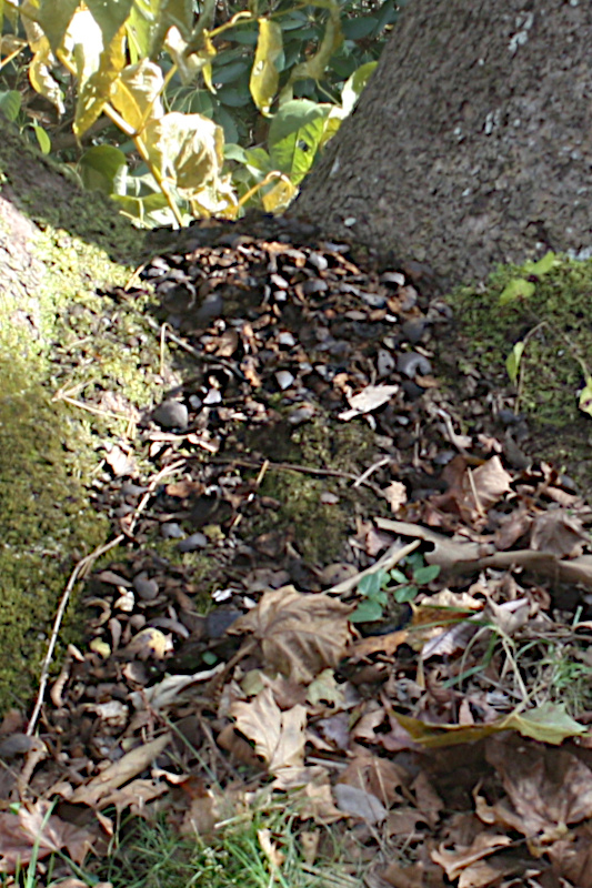 Squirrel walnut hulling site.