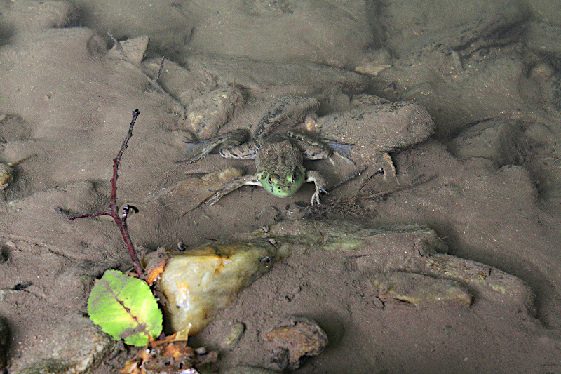 Bullfrog submerged in Walnut Creek