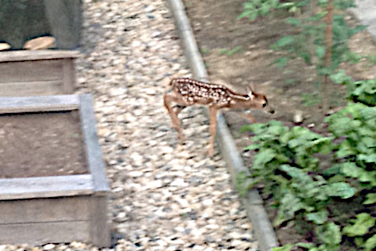 Newborn fawn exploring the garden.