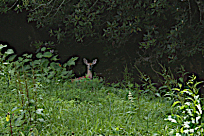 Whitetail doe and fawn on Walnut Creek.
