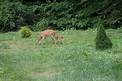 Whitetail doe and fawn on Walnut Creek.