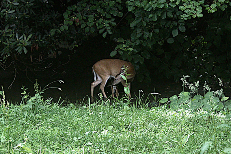 Whitetail doe and her newborn fawn on Walnut Creek, June 18, 2025.