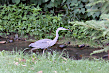 Studio on Walnut Creek Wildlife