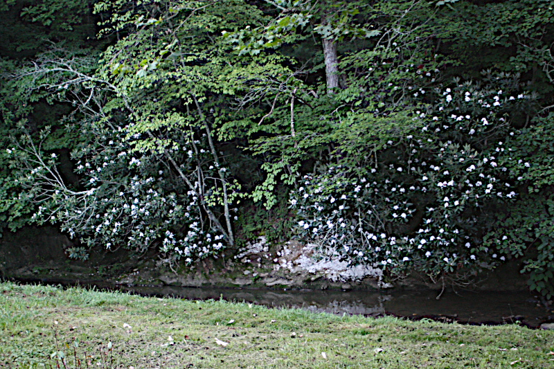 Flowering rhododendrons on Walnut Creek.